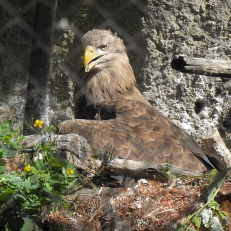 heimattiergarten-tierpark-zoo-fuerstenwalde-tiere-132