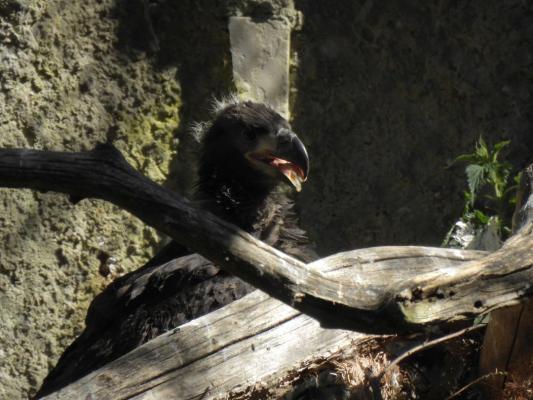 heimattiergarten-tierpark-zoo-fuerstenwalde-tiere-133