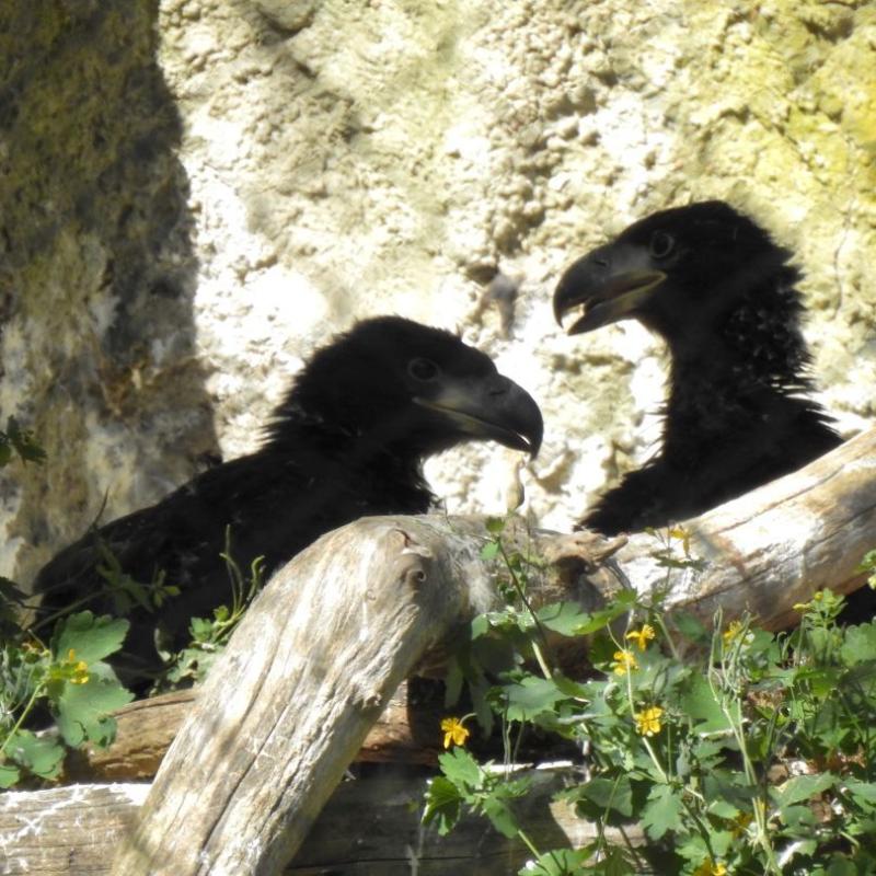 heimattiergarten-tierpark-zoo-fuerstenwalde-tiere-134