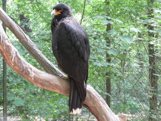 heimattiergarten-tierpark-zoo-fuerstenwalde-tiere-137