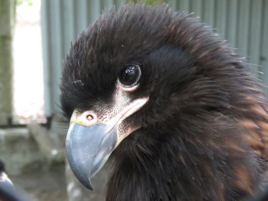 heimattiergarten-tierpark-zoo-fuerstenwalde-tiere-138