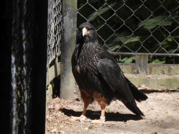 heimattiergarten-tierpark-zoo-fuerstenwalde-tiere-142