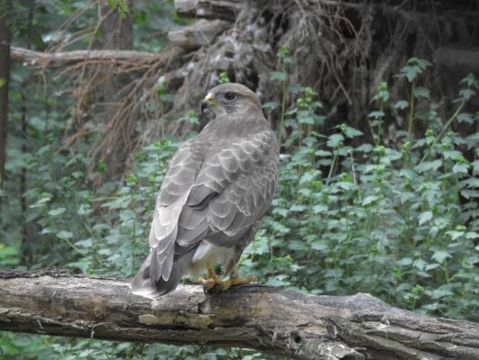 heimattiergarten-tierpark-zoo-fuerstenwalde-tiere-256