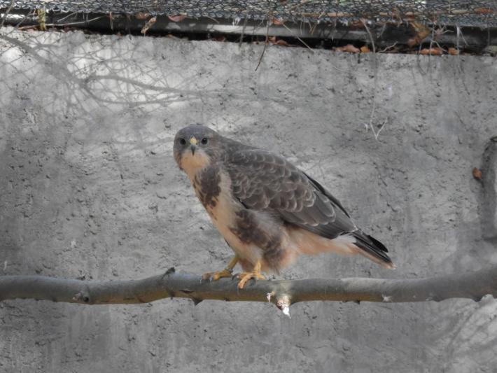 heimattiergarten-tierpark-zoo-fuerstenwalde-tiere-257