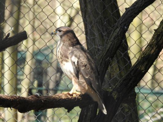 heimattiergarten-tierpark-zoo-fuerstenwalde-tiere-259