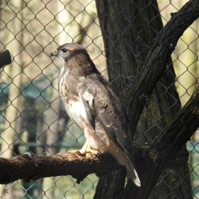 heimattiergarten-tierpark-zoo-fuerstenwalde-tiere-259