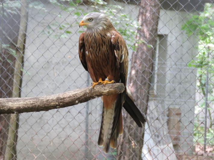 heimattiergarten-tierpark-zoo-fuerstenwalde-tiere-318