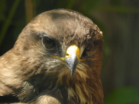 heimattiergarten-tierpark-zoo-fuerstenwalde-tiere-348