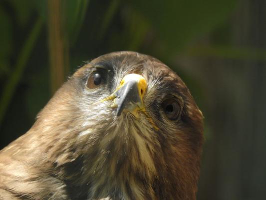 heimattiergarten-tierpark-zoo-fuerstenwalde-tiere-349