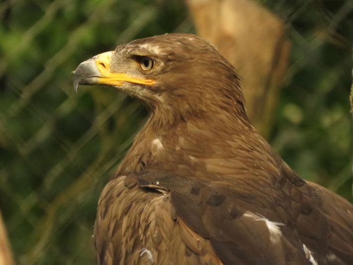 heimattiergarten-tierpark-zoo-fuerstenwalde-tiere-361