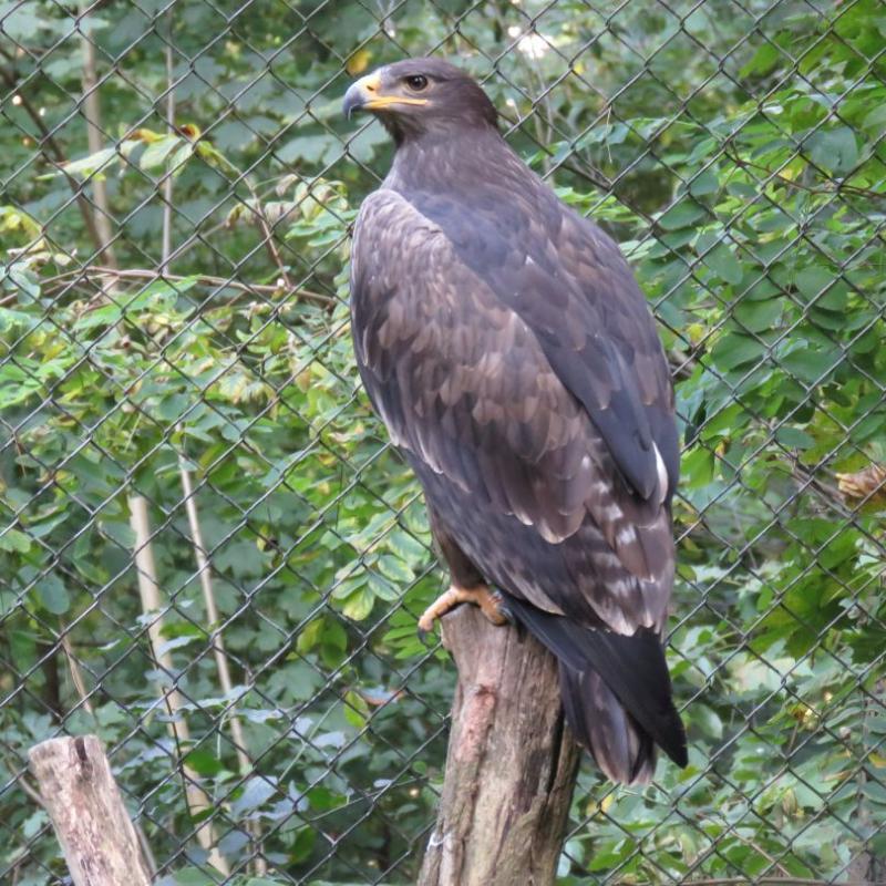heimattiergarten-tierpark-zoo-fuerstenwalde-tiere-362