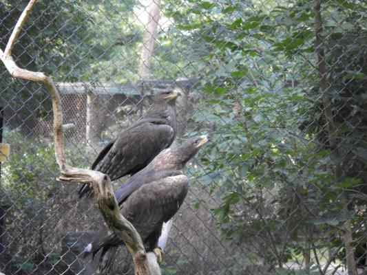 heimattiergarten-tierpark-zoo-fuerstenwalde-tiere-363