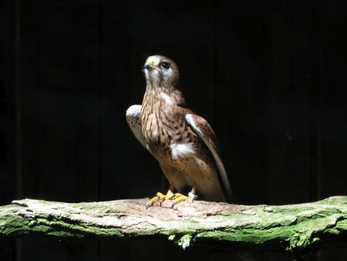 heimattiergarten-tierpark-zoo-fuerstenwalde-tiere-392