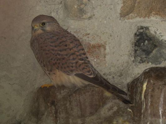 heimattiergarten-tierpark-zoo-fuerstenwalde-tiere-393