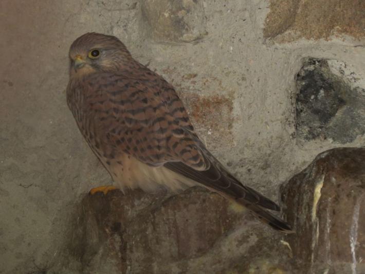 heimattiergarten-tierpark-zoo-fuerstenwalde-tiere-393