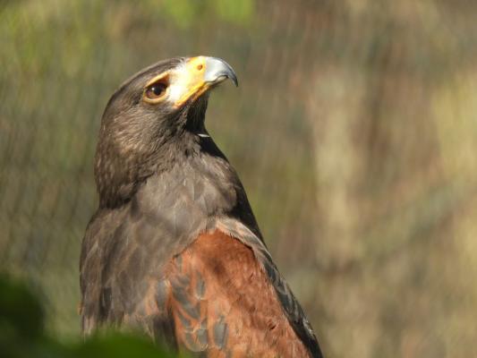 heimattiergarten-tierpark-zoo-fuerstenwalde-tiere-461