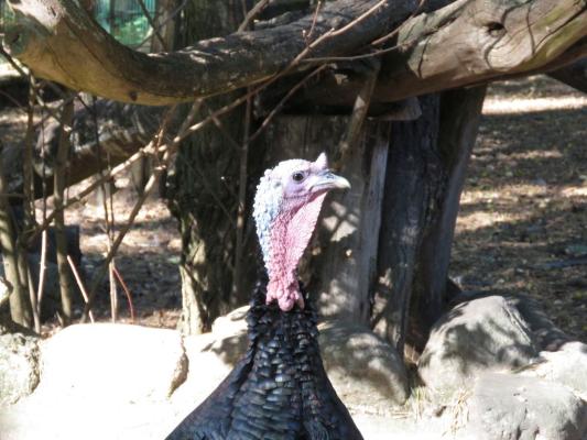 heimattiergarten-tierpark-zoo-fuerstenwalde-tiere-080