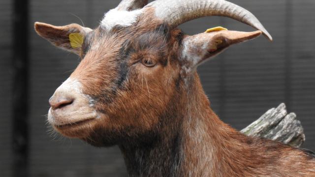 heimattiergarten-tierpark-zoo-fuerstenwalde-tiere-490
