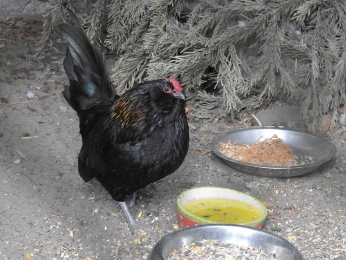 heimattiergarten-tierpark-zoo-fuerstenwalde-tiere-024