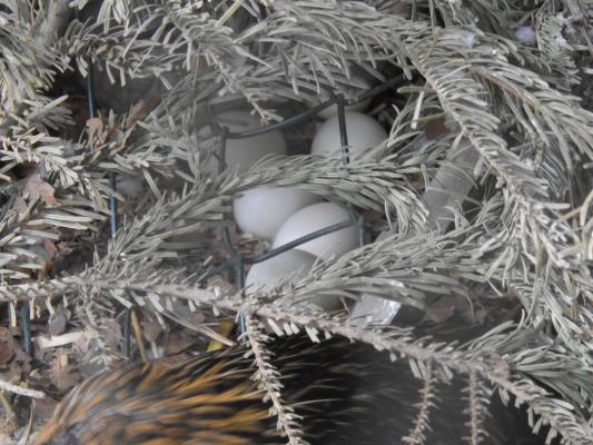 heimattiergarten-tierpark-zoo-fuerstenwalde-tiere-025