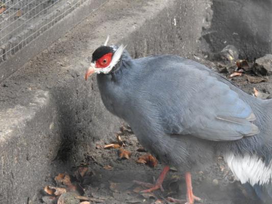 heimattiergarten-tierpark-zoo-fuerstenwalde-tiere-058