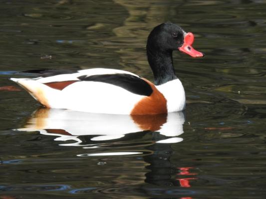 heimattiergarten-tierpark-zoo-fuerstenwalde-tiere-066