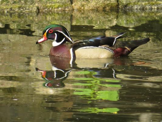 heimattiergarten-tierpark-zoo-fuerstenwalde-tiere-070