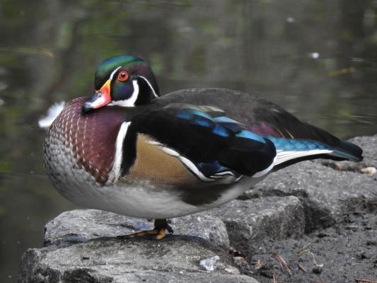 heimattiergarten-tierpark-zoo-fuerstenwalde-tiere-074