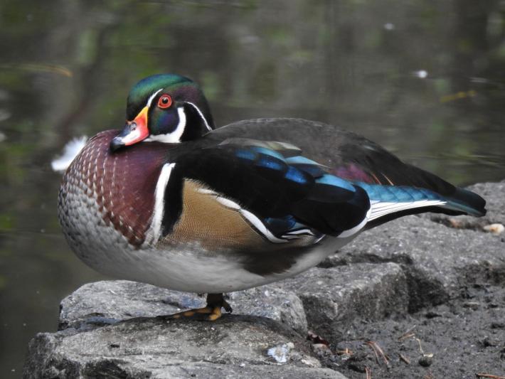heimattiergarten-tierpark-zoo-fuerstenwalde-tiere-074