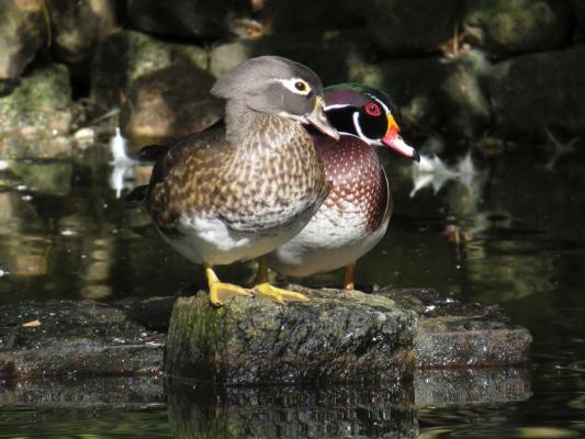 heimattiergarten-tierpark-zoo-fuerstenwalde-tiere-078