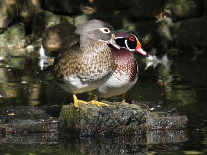 heimattiergarten-tierpark-zoo-fuerstenwalde-tiere-078