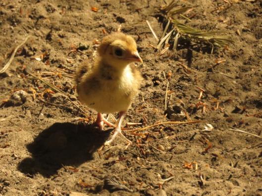 heimattiergarten-tierpark-zoo-fuerstenwalde-tiere-114