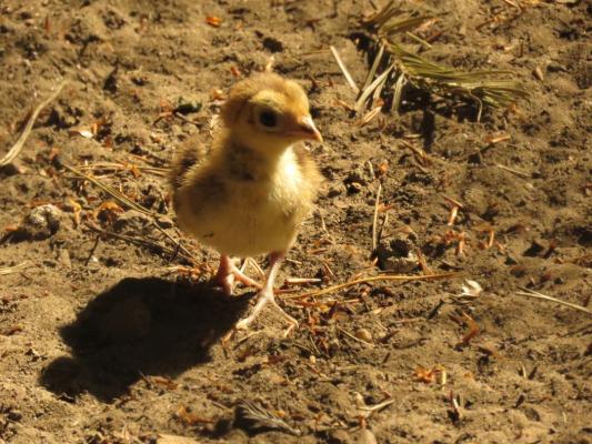 heimattiergarten-tierpark-zoo-fuerstenwalde-tiere-114