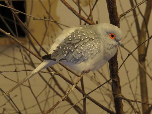 heimattiergarten-tierpark-zoo-fuerstenwalde-tiere-117