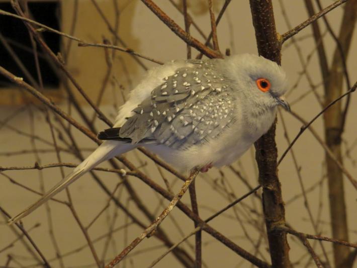 heimattiergarten-tierpark-zoo-fuerstenwalde-tiere-117