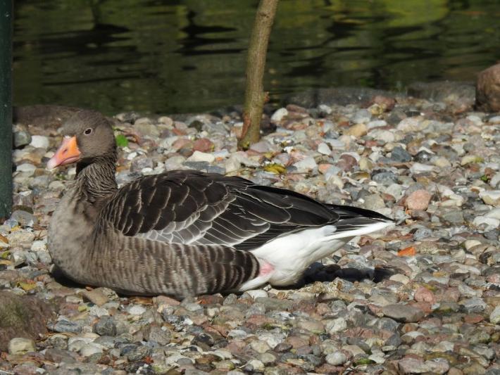 heimattiergarten-tierpark-zoo-fuerstenwalde-tiere-163