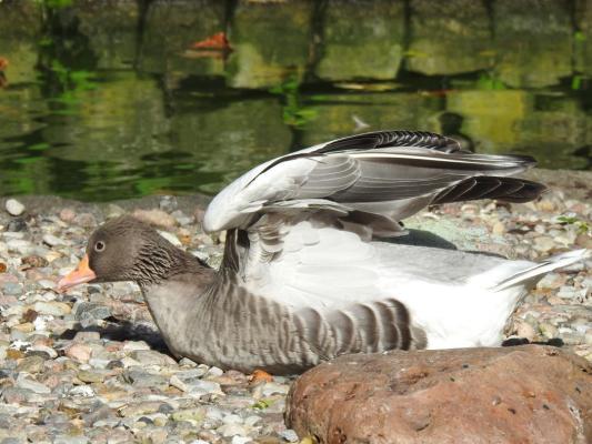 heimattiergarten-tierpark-zoo-fuerstenwalde-tiere-164
