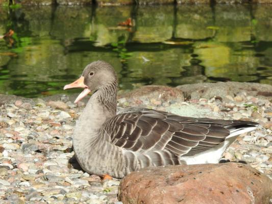 heimattiergarten-tierpark-zoo-fuerstenwalde-tiere-165