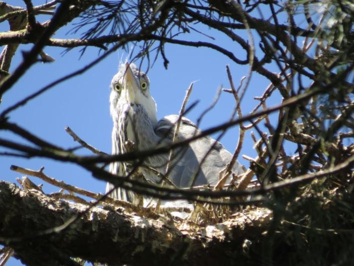 heimattiergarten-tierpark-zoo-fuerstenwalde-tiere-166