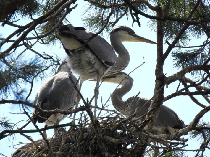 heimattiergarten-tierpark-zoo-fuerstenwalde-tiere-168