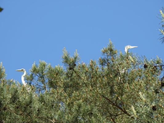 heimattiergarten-tierpark-zoo-fuerstenwalde-tiere-169
