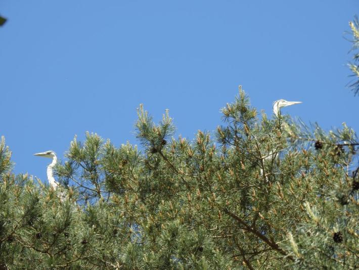 heimattiergarten-tierpark-zoo-fuerstenwalde-tiere-169