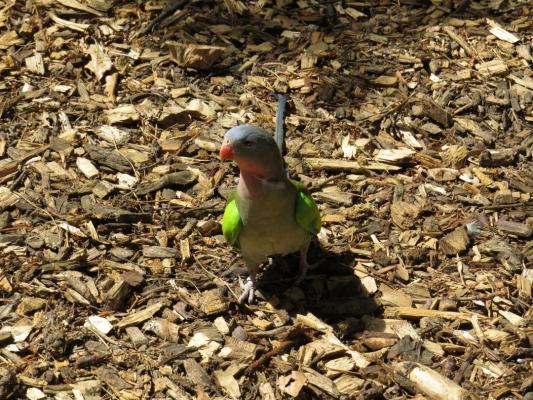 heimattiergarten-tierpark-zoo-fuerstenwalde-tiere-176
