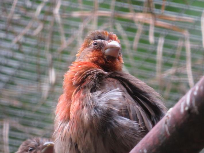 heimattiergarten-tierpark-zoo-fuerstenwalde-tiere-211