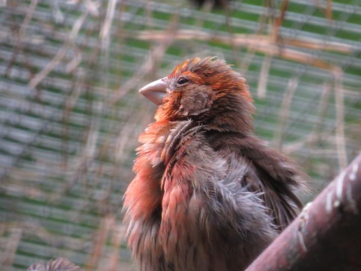 heimattiergarten-tierpark-zoo-fuerstenwalde-tiere-212