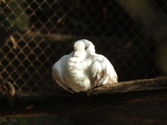 heimattiergarten-tierpark-zoo-fuerstenwalde-tiere-215