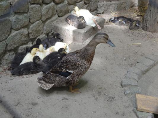 heimattiergarten-tierpark-zoo-fuerstenwalde-tiere-219