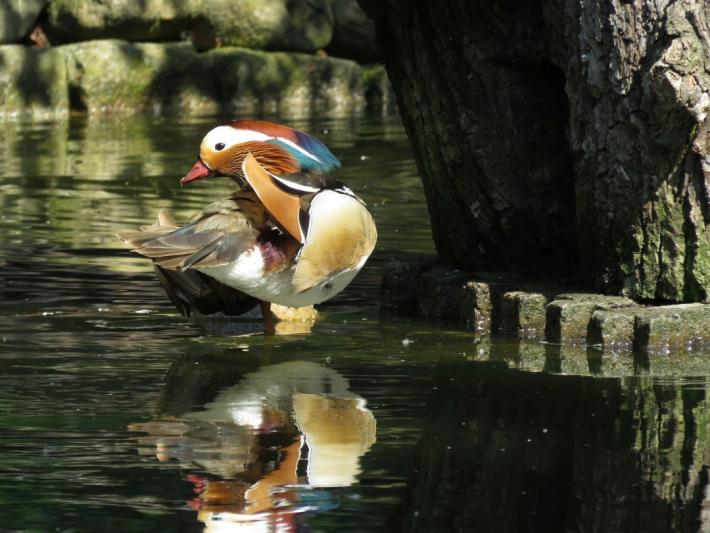 heimattiergarten-tierpark-zoo-fuerstenwalde-tiere-260