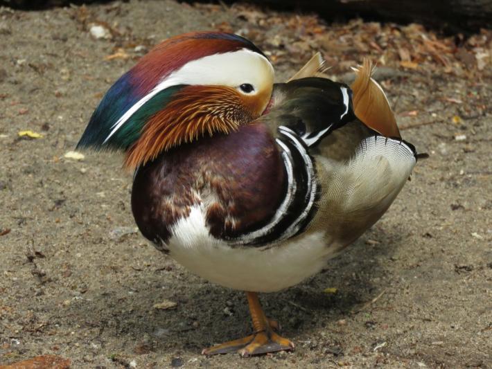 heimattiergarten-tierpark-zoo-fuerstenwalde-tiere-261