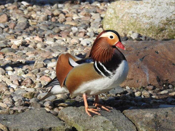 heimattiergarten-tierpark-zoo-fuerstenwalde-tiere-263